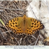 argynnis adippe gilazi female1